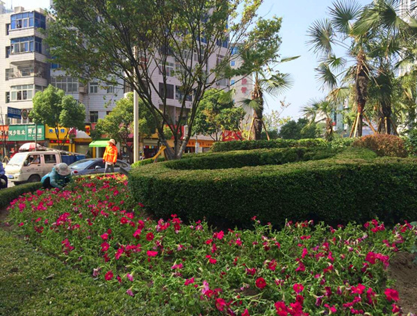 市園林綠化局用鮮花扮靚城市面貌