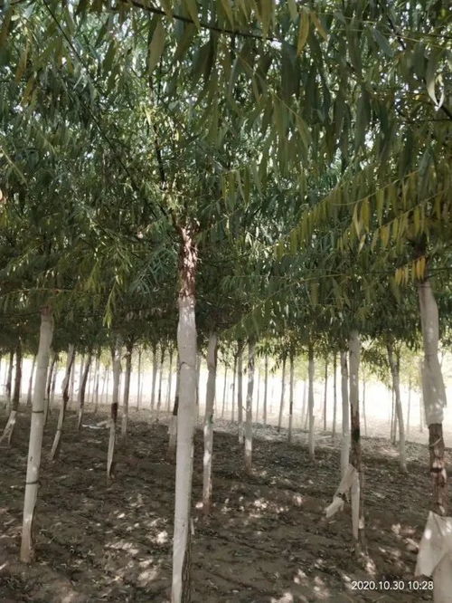 恭喜保定市邦秀園林綠化園林入駐苗木通 精品金枝槐,垂柳專供