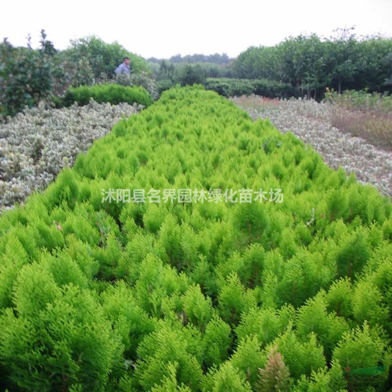 沭陽縣名界園林綠化苗木場