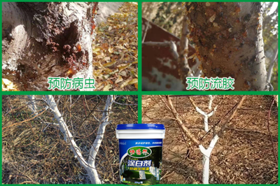 桃樹涂白需要注意什么,桃樹冬季什么時候涂白