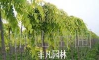 金葉垂榆 綠化苗木 彩葉樹種 喬木 造型樹[供應]_綠化苗木_世界工廠網中國產品信息庫