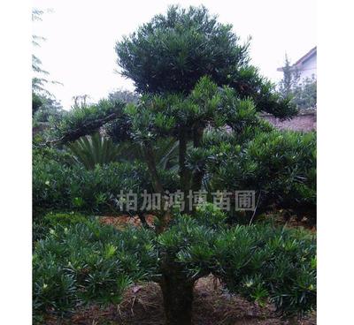 湖南苗圃培育出售湖面苗木花木 綠化苗木喬羅漢松