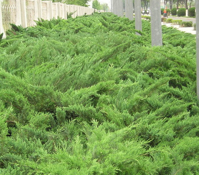 河北苗木花卉沙地柏 沙地柏種苗 園林綠化沙地柏