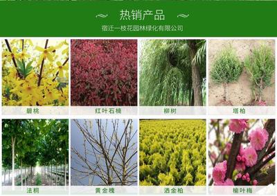 小葉紫薇 紅花紫薇 紫薇小苗量大更優(yōu) 又稱百日紅