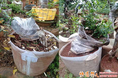 下山樁怎么養(yǎng)護(hù)發(fā)根快?下山樁快速生根辦法