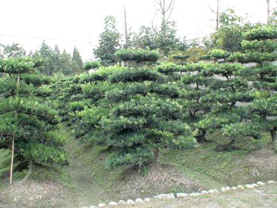 羅漢松-成都山外山園林綠化工程(產品圖片)-產品庫-中國花木網
