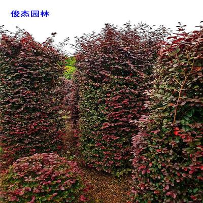 紅花繼木柱批發 160-180高紅花繼木柱價格 綠化工程用苗 竣杰園林苗圃
