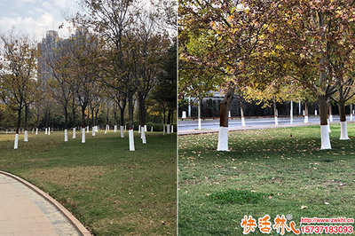 給樹木刷的白的是什么
