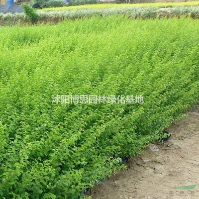 沭陽博思園林綠化基地