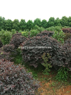 湖北[產品]/湖北紅花繼木價格/報價圖片