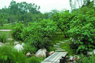 【園林綠化養護-園林綠化養護方案-懋懋園林綠化(推薦商家)圖片】園林綠化養護-園林綠化養護方案-懋懋園林綠化(推薦商家)圖片大全