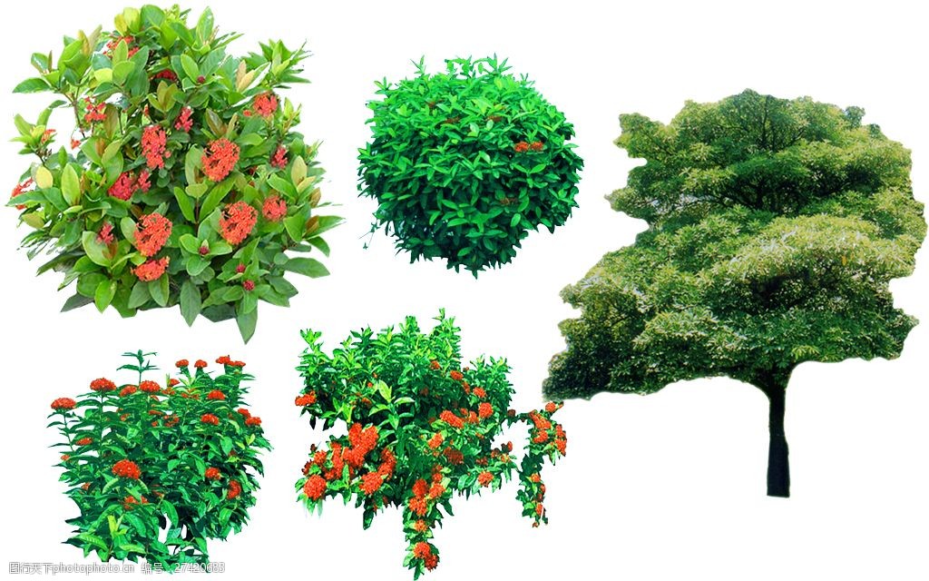 園林綠化植物樹木圖片
