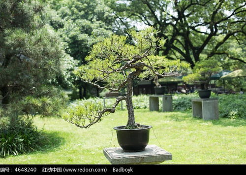 園林綠化植物松葉盆景高清圖片下載 紅動(dòng)網(wǎng)
