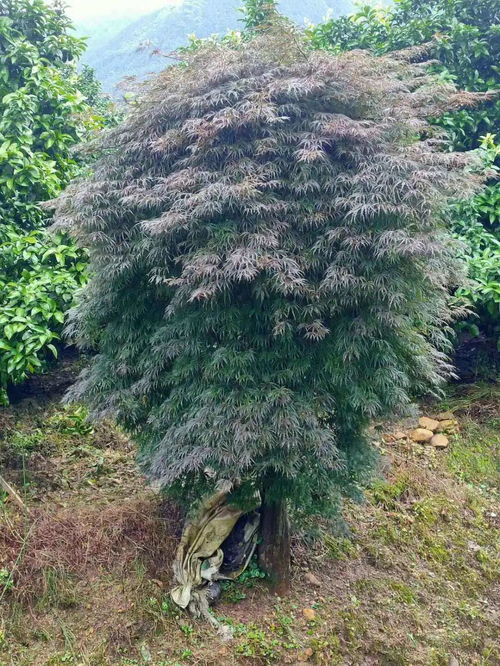 苗多多實地認證 興安縣楓華園林