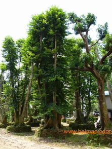廈門園林工程 廈門園林綠化工程 廈門大型園林建筑工程