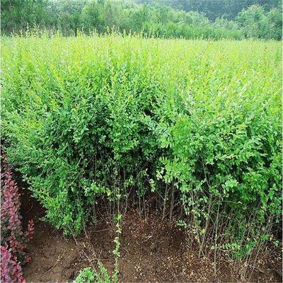 哪里紅葉石楠便宜-苗圃直銷一手貨源-治污減霾綠化樹種