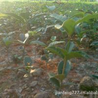 藍花楹,黃桷樹,羊蹄甲重慶璧山縣益加綠化園林有限責任公司產品供應第1頁