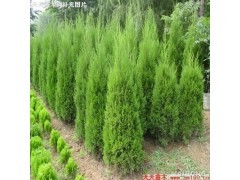 河南儈_商城_河南鄢陵圣鑫園林綠化基地會員商鋪-中國貿易網-會員網站
