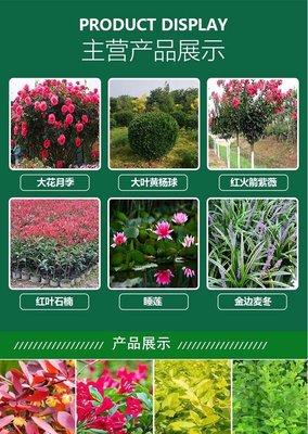 出售多年生草本植物細葉芒 園林花鏡綠化觀賞草