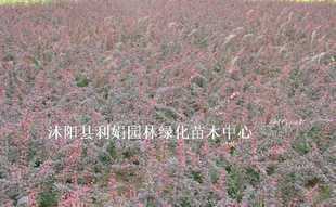 供應(yīng)磁性EVA飛鏢 EVA磁性飛鏢盤 泡沫磁性飛鏢_世界工廠網(wǎng)中國產(chǎn)品信息庫