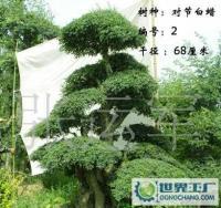 各種綠化苗 泰安千百卉園林[供應]_綠化苗木_世界工廠網中國產品信息庫