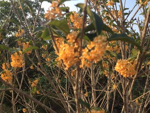 上海農莊度假村