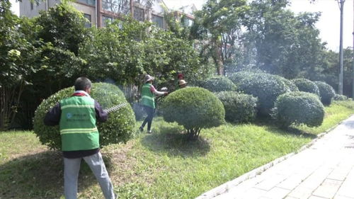 金鄉提升城市綠化品質 助力全國文明城市創建