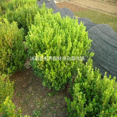 豆瓣黃楊苗的價格基地_種植廠家_產地報價單_沭陽縣名界園林綠化苗木場