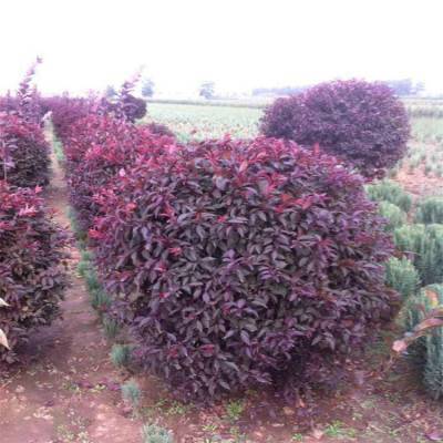基地出售 紅葉李 紅葉李球 紫葉李 園林綠化苗木 規格齊全