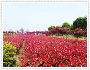 江西小苗紅葉石楠 大量供應(yīng)價(jià)格合理的紅葉石楠