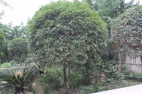 【綠化苗木種植基地桂花樹出售-供應10公分桂花】- 
