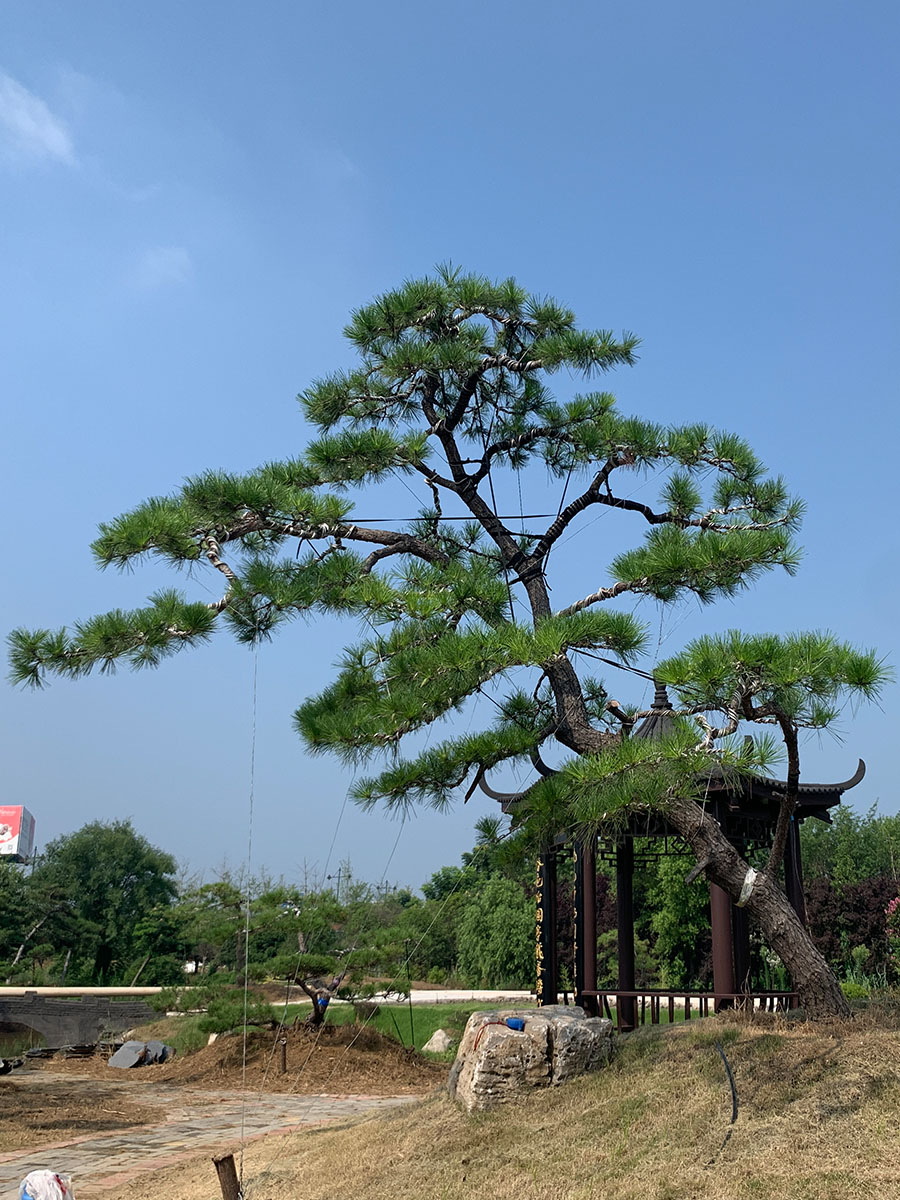 造型黑松園林綠化樹老樁迎客松庭院別墅景觀樹風景樹地栽耐旱苗木