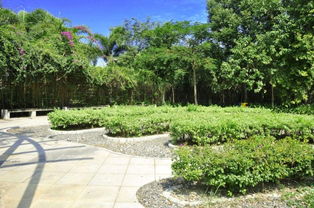 福保街道綠化帶,深圳馨卉園林,公園綠化帶設計