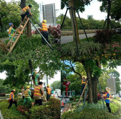 深圳城管園林綠化部門在行動