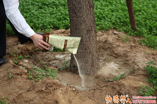 樹木移栽怎么用生根劑,樹木生根粉泡根要多久