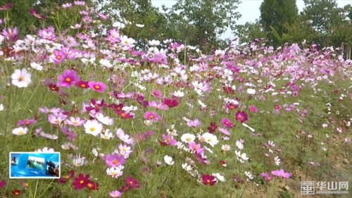 渭南市園林綠化處 用 工匠精神 打造園林精品 塑造文明之城