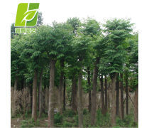 欒樹量產品信息